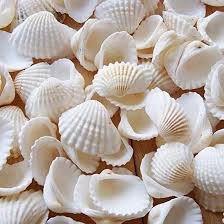 Natural Seashell